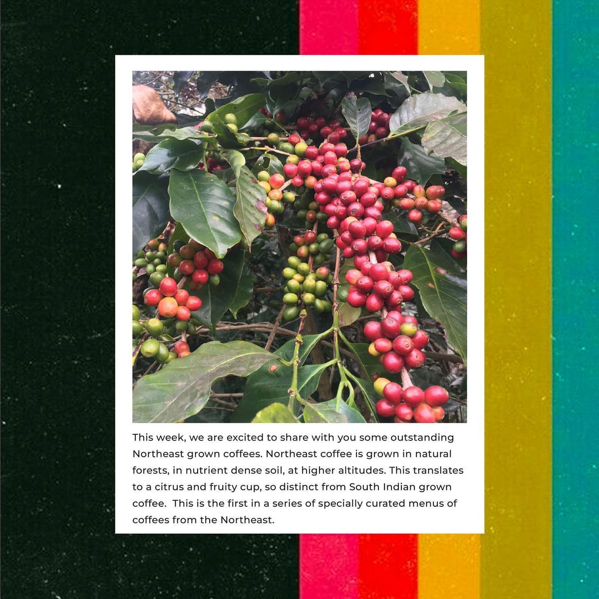 Menu photo from Bermiok Roasters (Northeast Coffees Series 3)